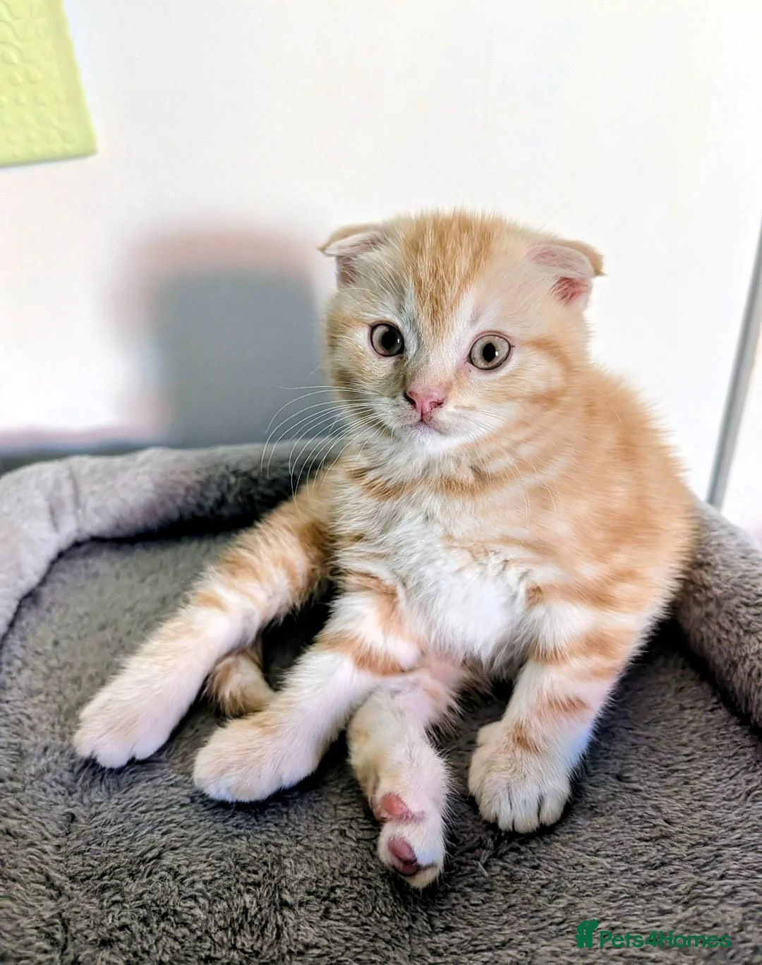 Scottish Fold cats for sale: 🩵🩷Scottish fold babies ready to leave now🩷🩵 - Advert 1