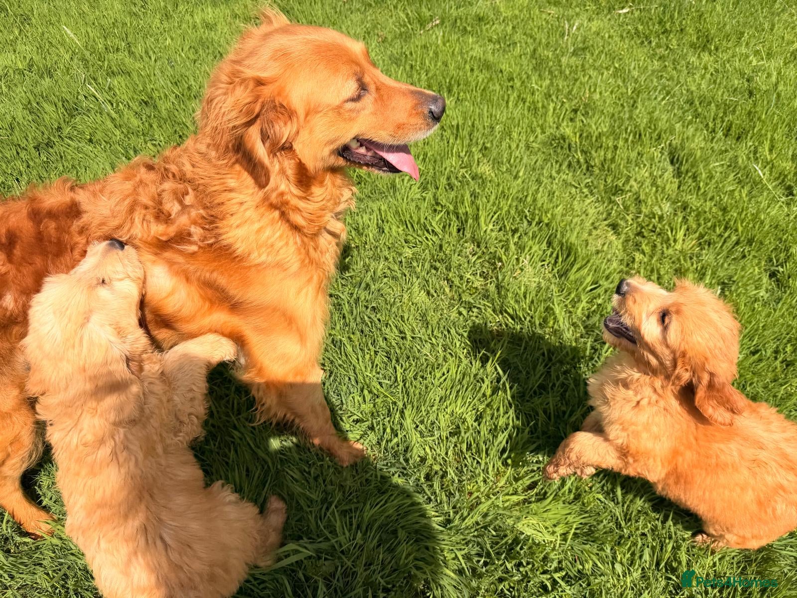 Goldendoodle dogs gorgeous golden doodle puppies - Advert 1