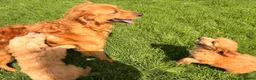 Goldendoodle dogs for sale: gorgeous golden doodle puppies - Advert 1