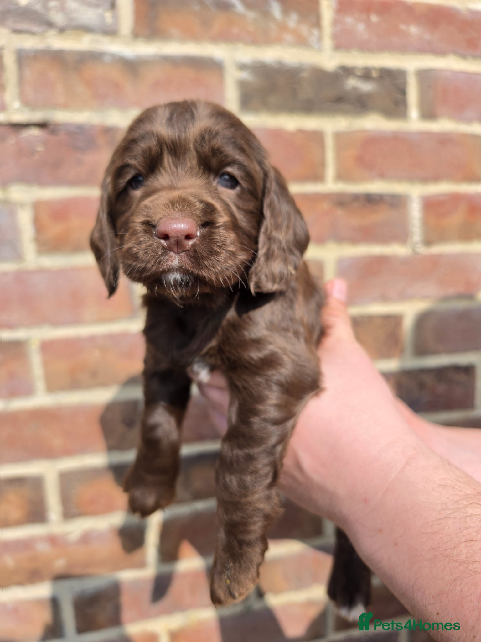 Sprocker dogs Sprocker spaniel puppies  - Advert 8