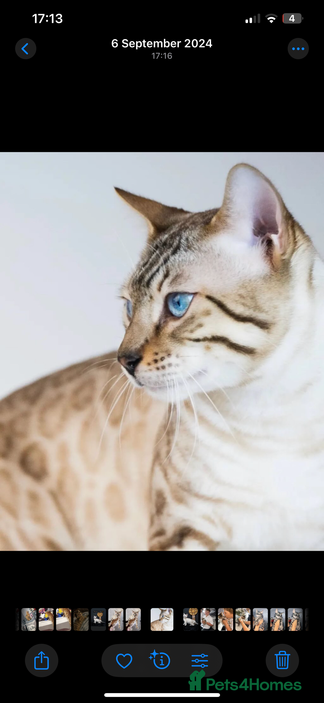 Mixed Breed cats for sale: Rare black blue eye bengal kittens - Image 4