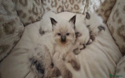 Ragdoll cats for sale: Ragdoll babies  - Image 12