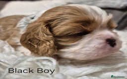 Cavalier King Charles Spaniel dogs for sale: KC Registered, Cavalier King Charles Spaniels  - Image 19