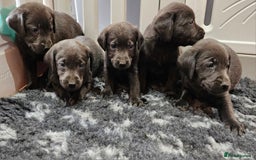 Labrador Retriever dogs for sale: THE LAST 4 KC HEALTH TESTED LABS READY TO NOW.  - Image 14