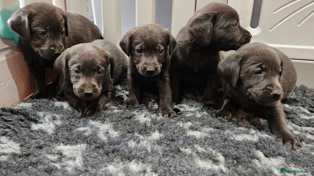 Labrador Retriever dogs for sale: THE LAST 4 KC HEALTH TESTED LABS READY TO NOW.  - Image 14