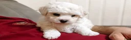 Bichon Frise dogs for sale: Sweet Bichon Frise puppies- Champion Bloodline  - Advert 8