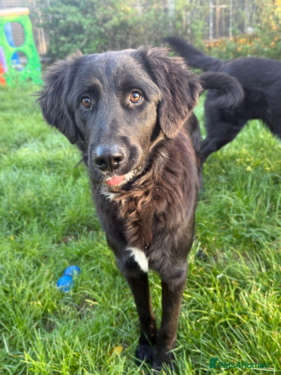 Mixed Breed dogs for adoption: Meet George !!!  - Image 7