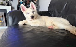 Siberian Husky dogs for sale: Siberian husky - Image 4
