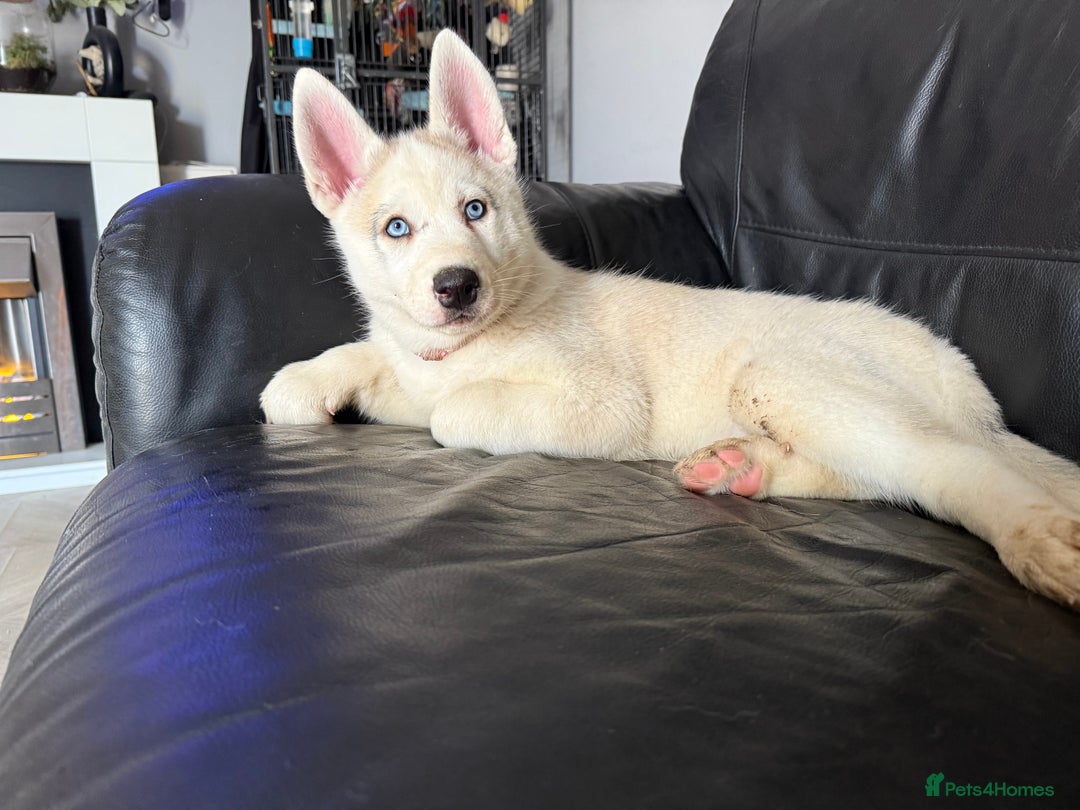 Siberian Husky dogs for sale: Siberian husky - Image 4