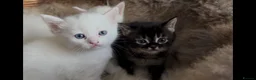 Munchkin cats for sale: Sweetest Personality Guaranteed-Fur Babies 🤗 - Advert 12
