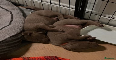 Labrador Retriever dogs - Advert 8