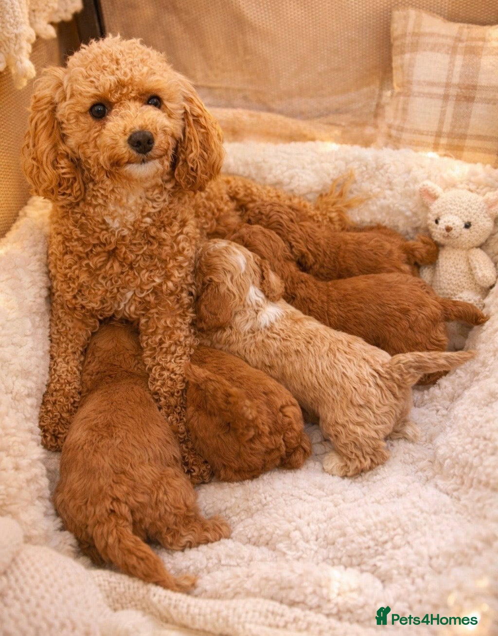 Poochon dogs Teddy bear pochoon puppies -Tiny and Curly - Advert 10