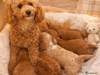 Poochon dogs Teddy bear pochoon puppies -Tiny and Curly - Advert 1