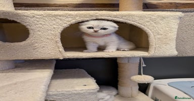 Scottish Fold cats 🥰 Scottish fold kitties for loving homes 💗 - Advert 7
