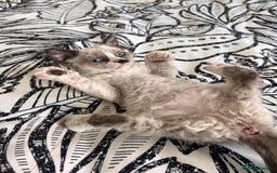 Selkirk Rex cats for sale: Gorgeous Selkirk Rex kittens - Image 30