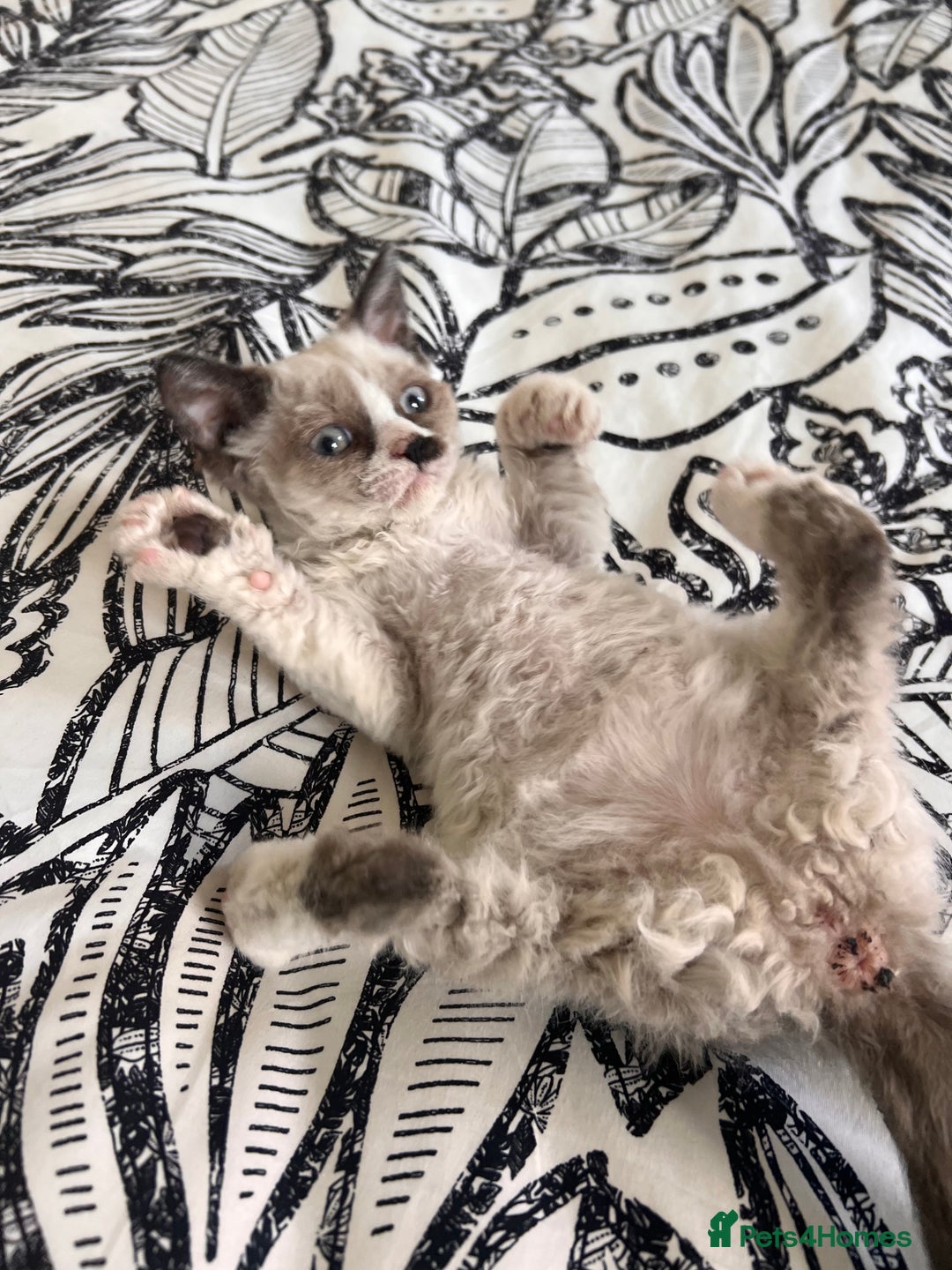 Selkirk Rex cats for sale: Gorgeous Selkirk Rex kittens - Image 30