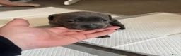 Staffordshire Bull Terrier dogs for sale: Beautiful staffy pups  - Advert 6