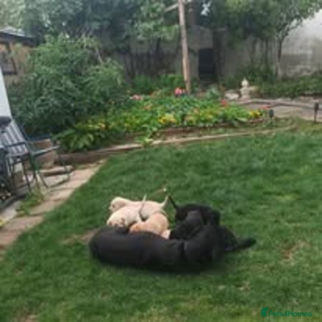 Labrador Retriever dogs for sale: Labrador Puppies for sale in London -KC registered - Image 11