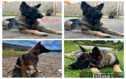 German Shepherd dogs for sale: K/C Registered German Shepherd Puppies  - Image 9