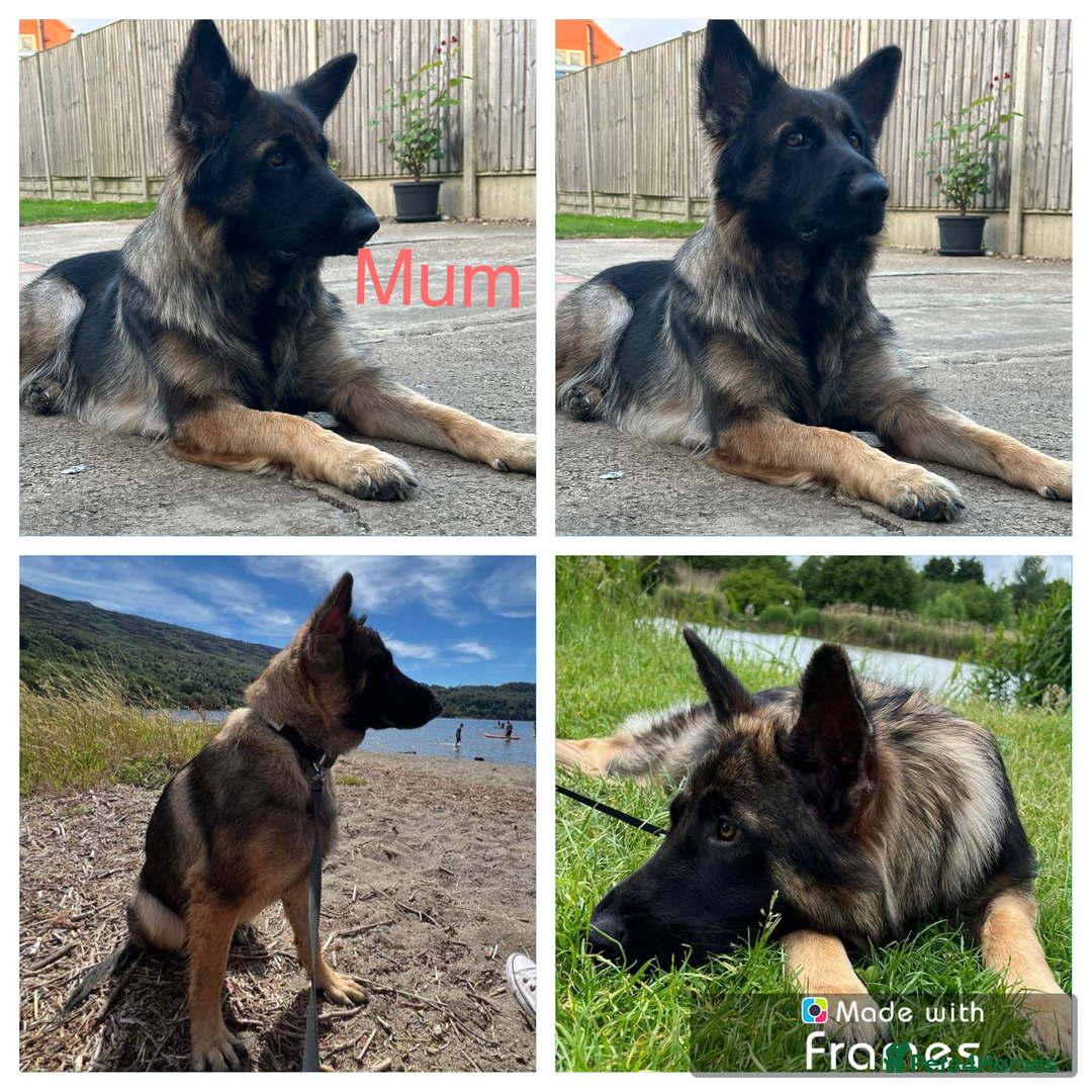 German Shepherd dogs for sale: K/C Registered German Shepherd Puppies  - Image 9