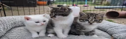 Siberian cats for sale: Gorgeous Siberian x Korat kittens - Advert 3