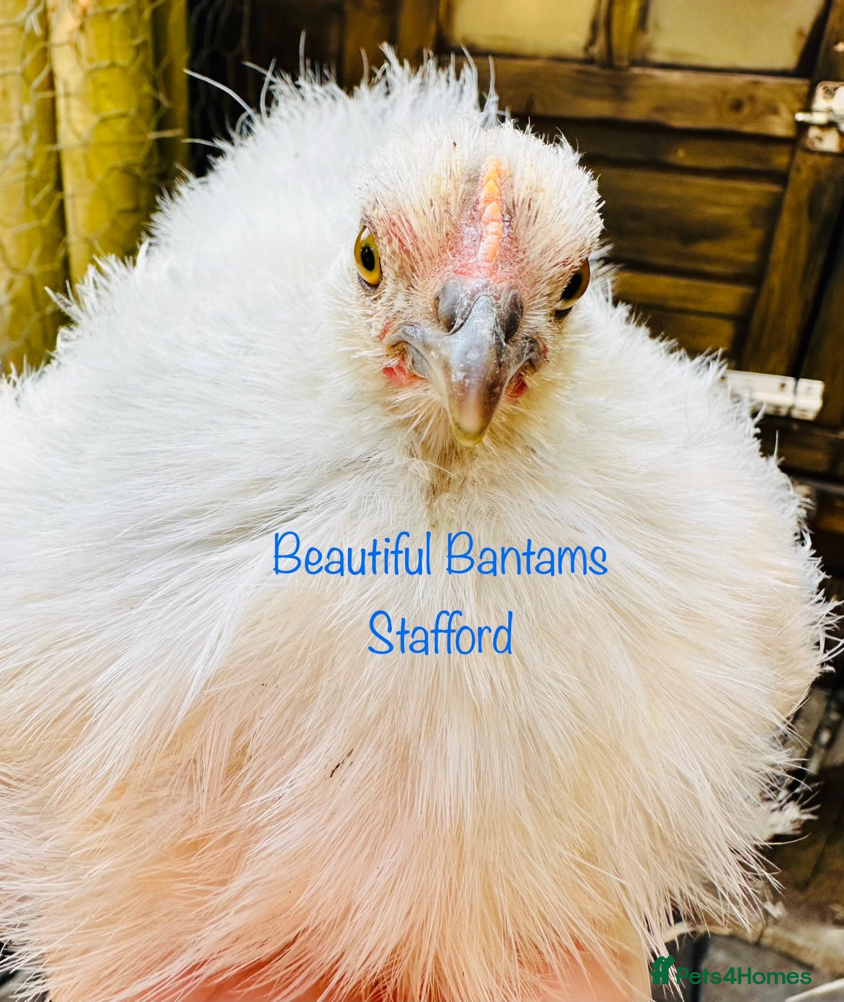 Chickens poultry 2 Rare Silkie Feathered Pekin Bantam Girls - Advert 1