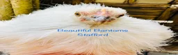 Chickens poultry for sale: 2 Rare Silkie Feathered Pekin Bantam Girls in Stafford - Advert 1