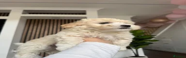 Bichon Frise 2