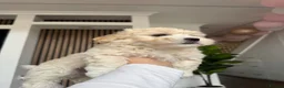 Bichon Frise dogs for sale: Two gorgeous puppies 🤍 - Advert 3