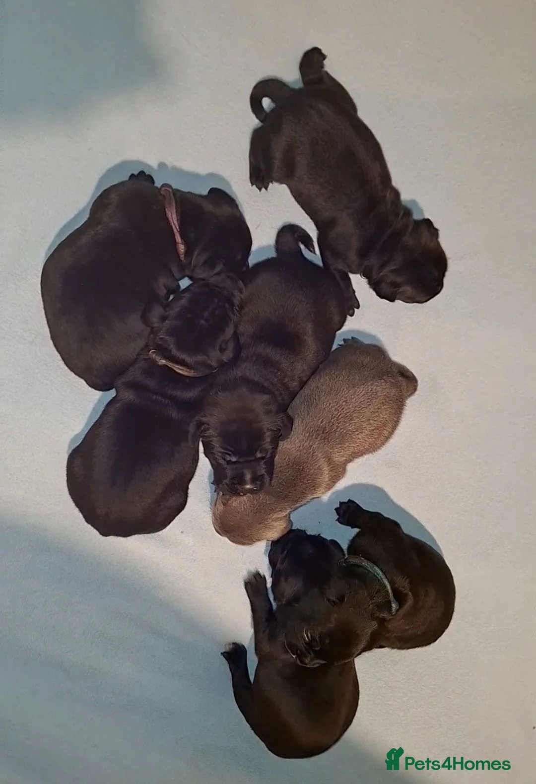 Staffordshire Bull Terrier dogs for sale: Classic Staffordshire Bull Terrier Puppies  - Advert 14