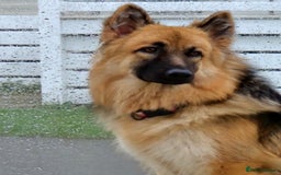 German Shepherd dogs for sale: German shepherd pups 3 boys 1 girl - Advert 1