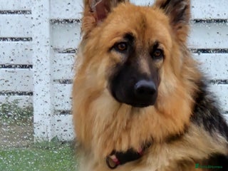 German Shepherd dogs German shepherd pups 3 boys 1 girl - Advert 2