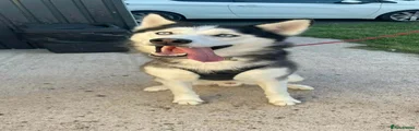 Siberian Husky 1