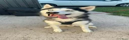 Siberian Husky dogs for sale: Phoenix - Advert 4