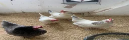 Chickens poultry for sale: For Sale Beautiful Chickens in Liverpool - Advert 5