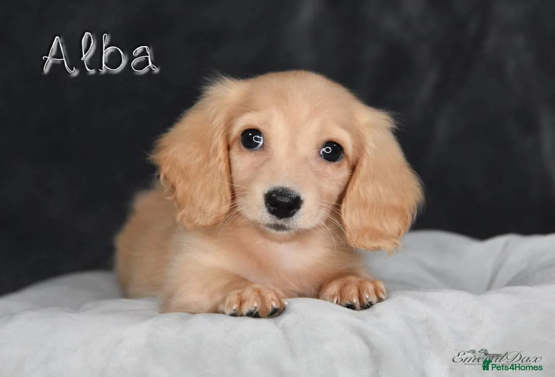 Miniature Dachshund dogs for stud: Clear Cream Stud in Rochford - Advert 10