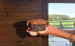 Jack Russell dogs for sale: Jack Russell puppies 5 boys left - Image 8
