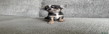 Chihuahua 1