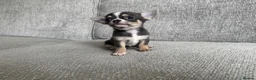 Chihuahua dogs for sale: 🐶Tiny exquisite RARE blue, Lilac & Chocolate Tri  - Advert 8