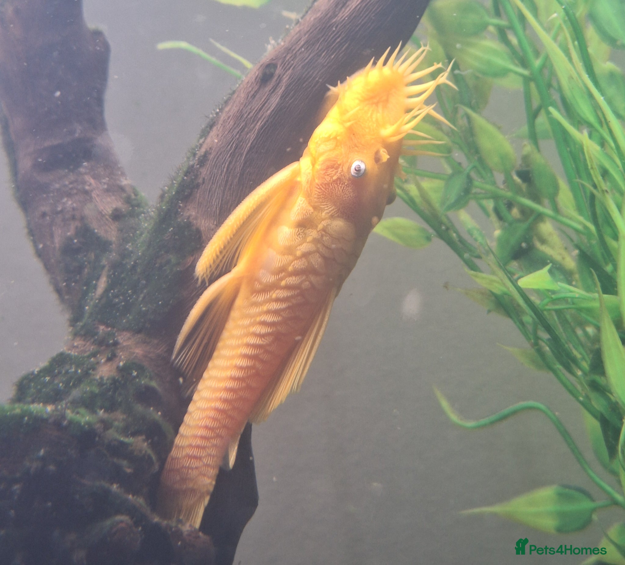 Plecos fish for sale: L144 Blue eyed Lemon Bristlenose Pleco  - Advert 4