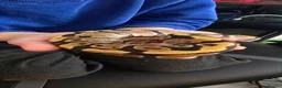 Python Snake reptiles for sale: Ball python male - Advert 1