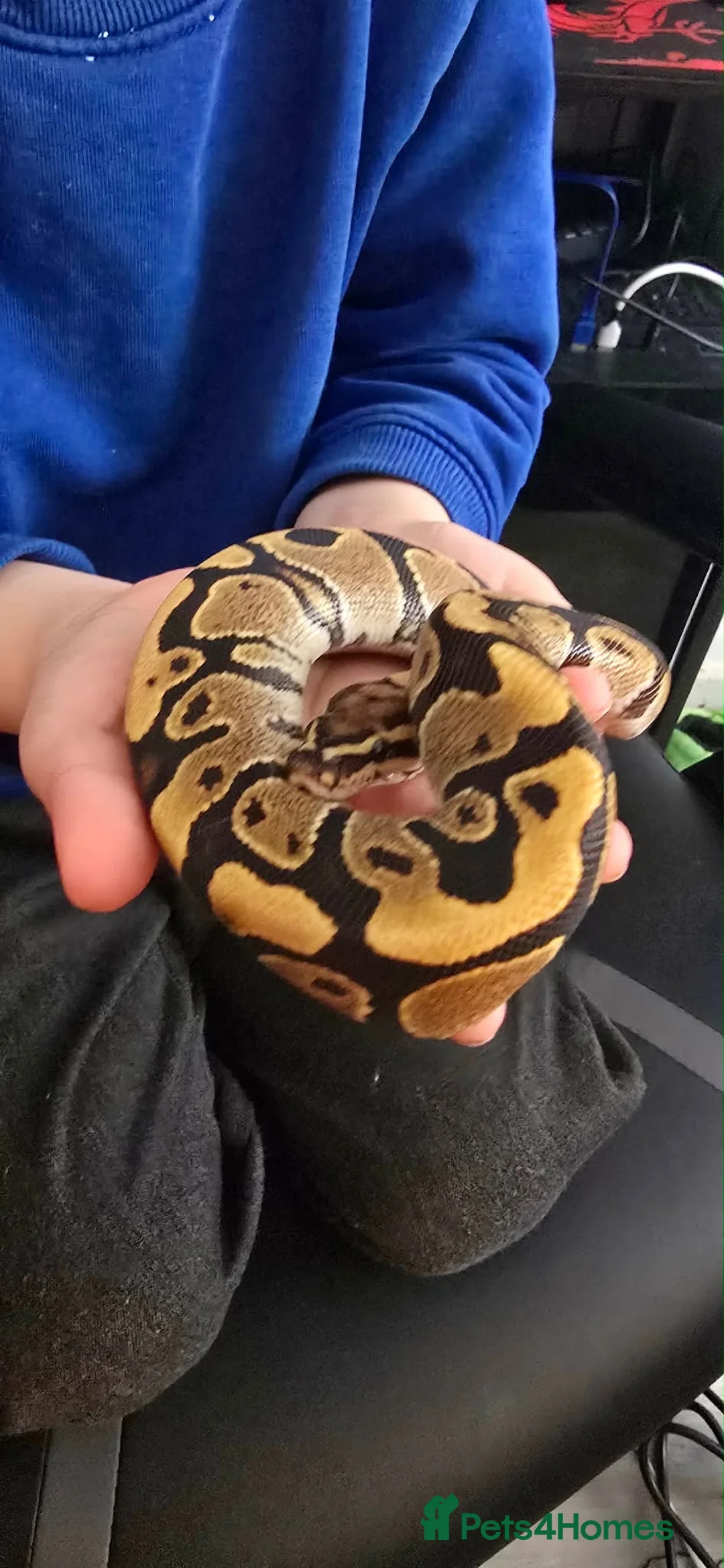 Python Snake reptiles for sale: Ball python male - Advert 1
