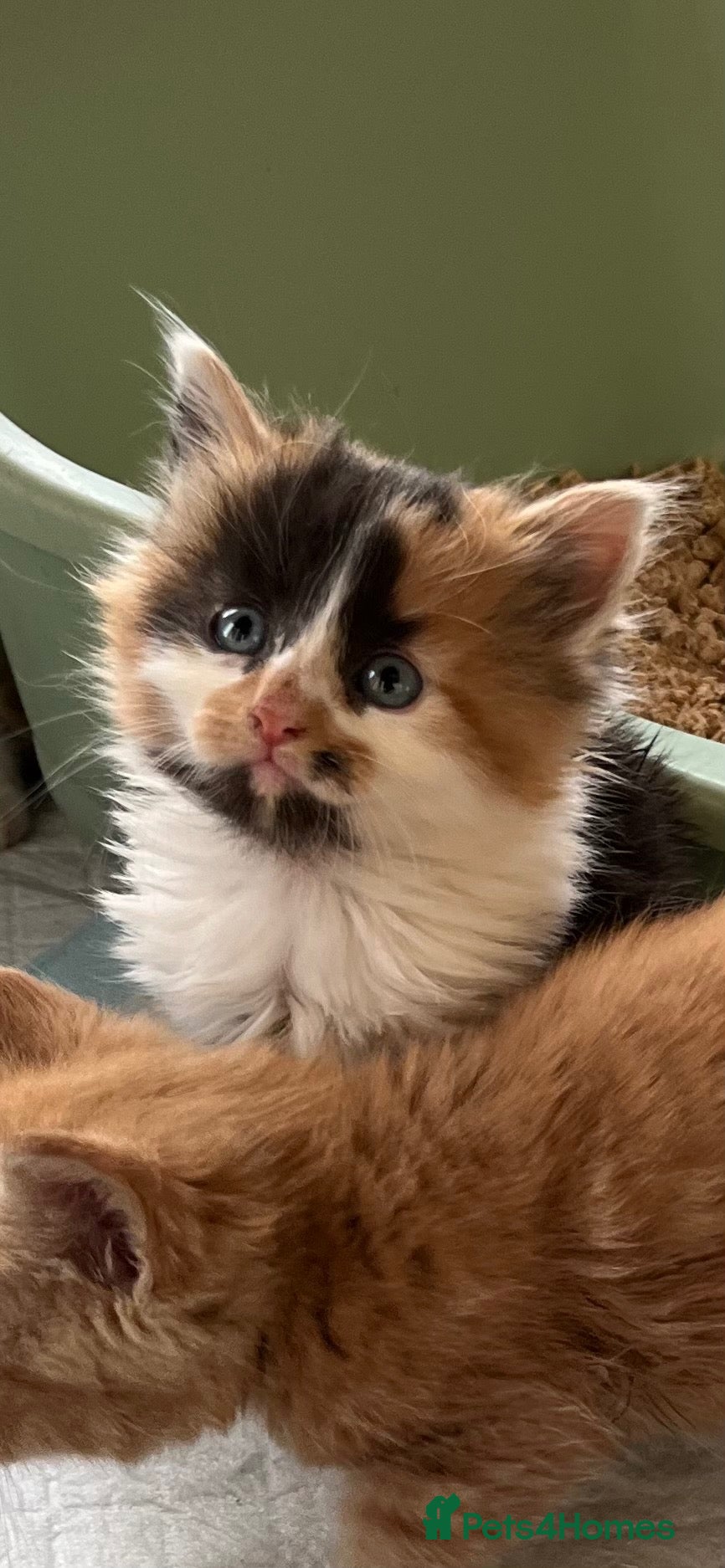 Mixed Breed cats Stunning female tortoiseshell long/mid hairkittens - Advert 17
