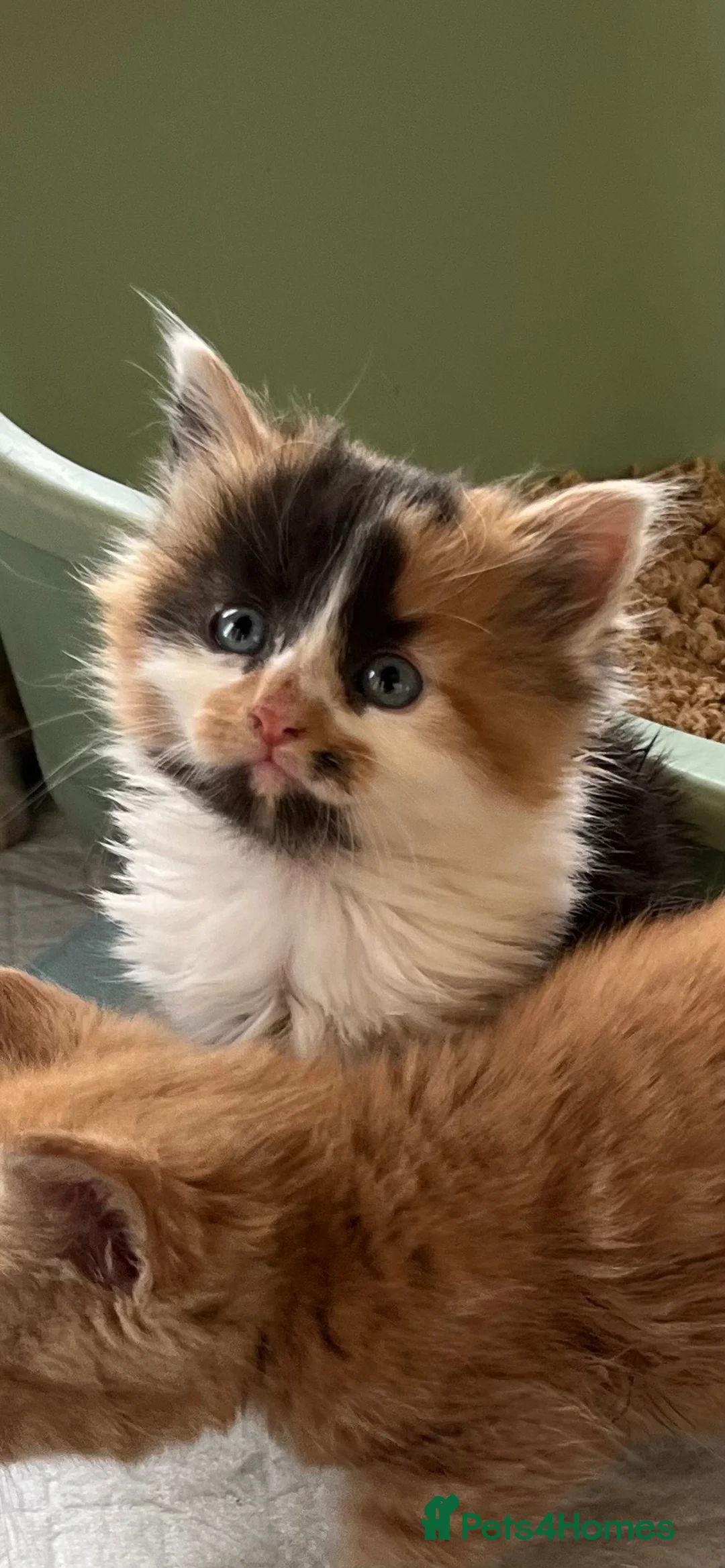 Mixed Breed cats for sale: Stunning female tortoiseshell long/mid hairkittens - Advert 1
