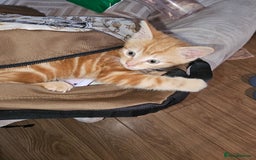 Mixed Breed cats for sale: 2 kittens for sale - Image 3
