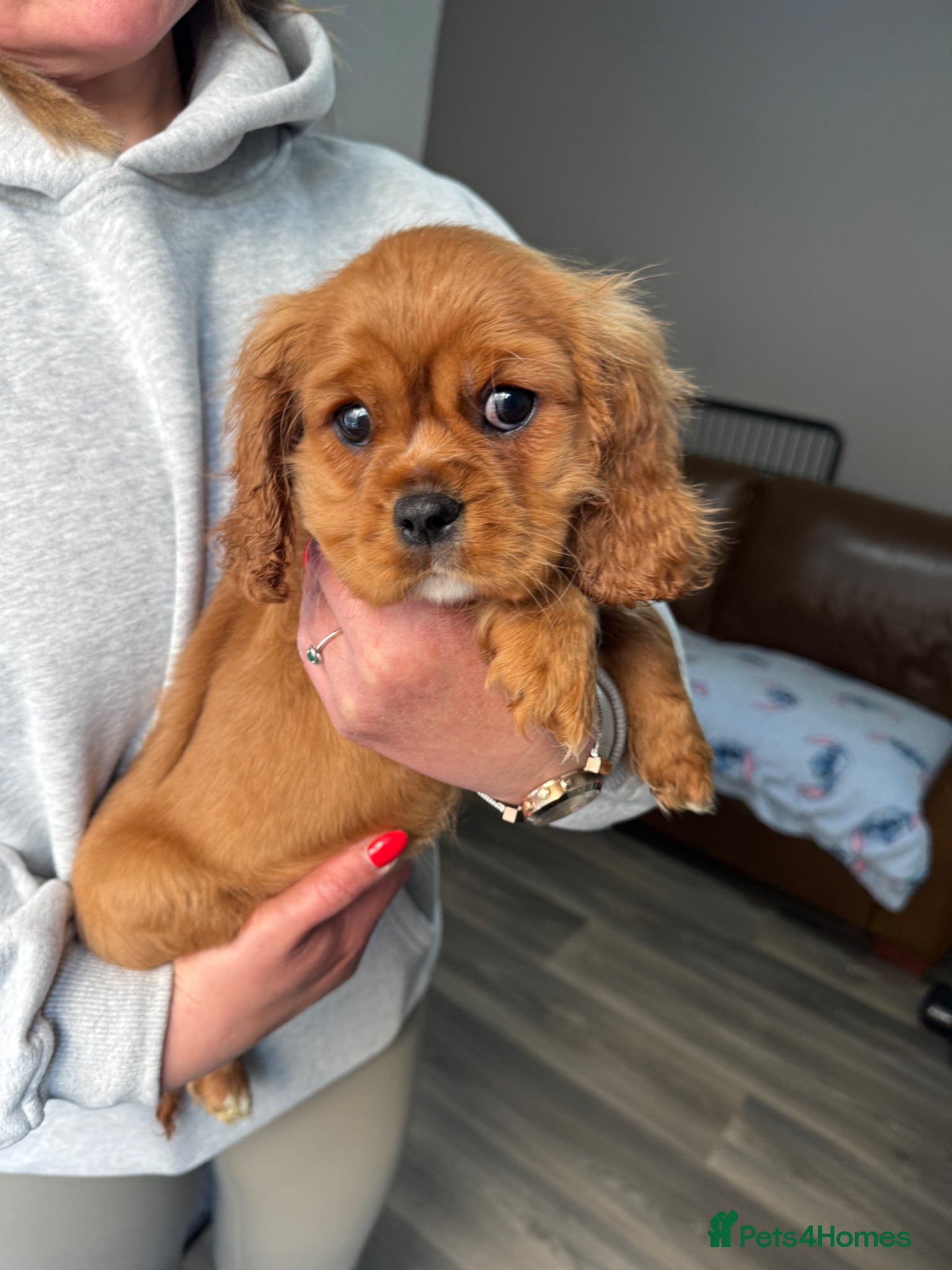 Cavalier King Charles Spaniel dogs Ready Now🌟 KC/Health tested Cavalier KCS pups - Advert 7