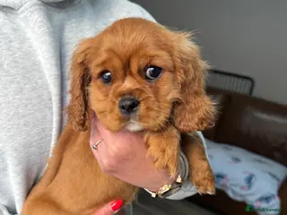 Cavalier King Charles Spaniel dogs Ready Now🌟 KC/Health tested Cavalier KCS pups - Advert 7