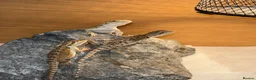 Bearded Dragon reptiles for sale: Friendly baby bearded dragons - Advert 4