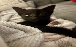 Mixed Breed cats for sale: Gorgeous part Siamese kittens 🐾  - Advert 7