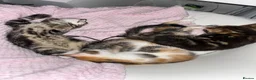 Mixed Breed cats for sale: 2 beautiful mixed breed kittens. - Advert 5